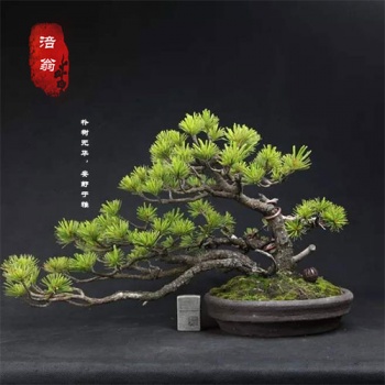 31類(lèi)涪翁
